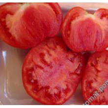 Редкие сорта томатов Корнеевский Розовый